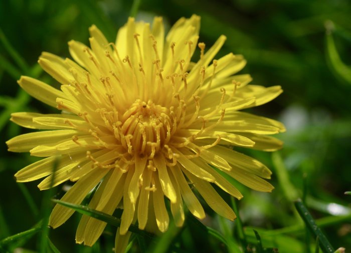 Närbild av gul blomma med detaljerade kronblad och ståndare, omgiven av grönt.