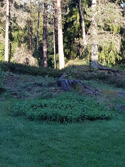 En fågel på en stubbe i skogsbryn med träd och buskar i bakgrunden.