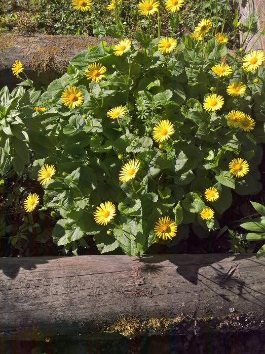 Gula blommor i knopp och full blom i solsken med gröna löv och träplank i förgrunden.