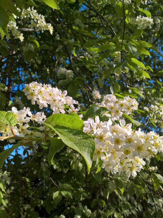 Vita blomklasar mot en bakgrund av gröna löv och blå himmel.