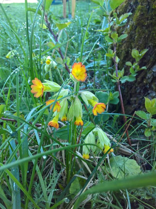 Färgglada blommor i knopp bland gröna växter och gräs med daggdroppar.