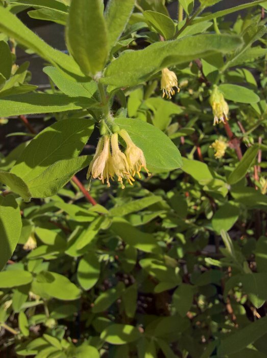 Närbild av blommande växt med gula knoppar och gröna blad i solljus.