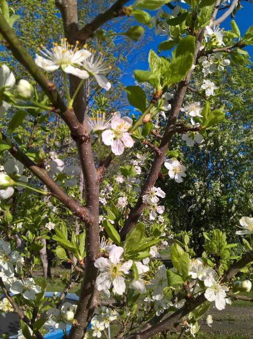 Blommande fruktträd med vita blommor och gröna knoppar mot en klarblå himmel.