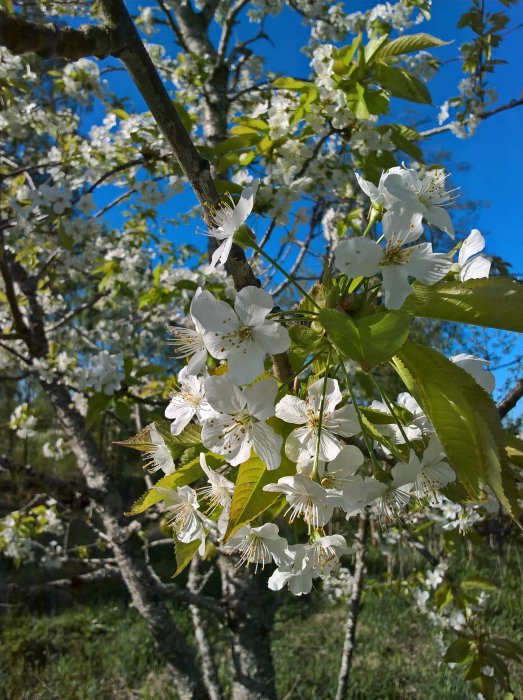 Blommande gren med vita blommor och gröna löv mot en klarblå himmel.