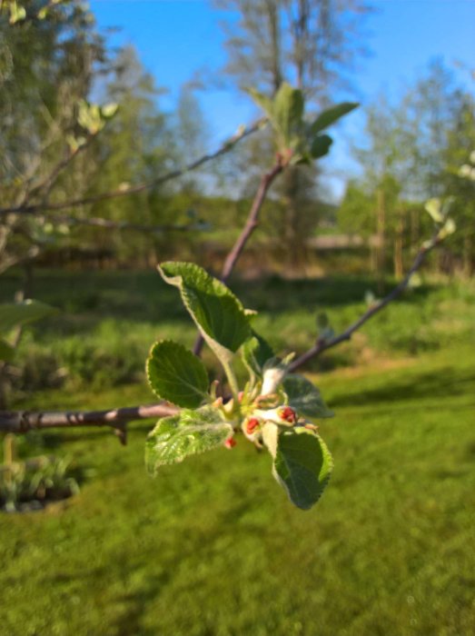 Knoppar och unga blad på en gren i vårlig trädgård med suddig bakgrund av gröna fält och träd.