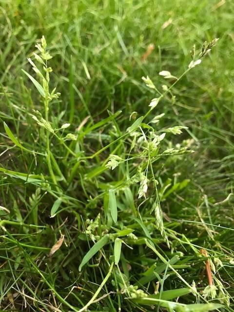 Lågväxande ogräs med smala blad och små vita blommor som sprider sig i en gräsmatta.