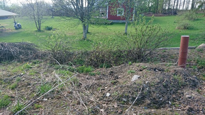 Bild av övergrodd mark med gamla vinbärsbuskar, flyttade med grävare, på en lantlig tomt.