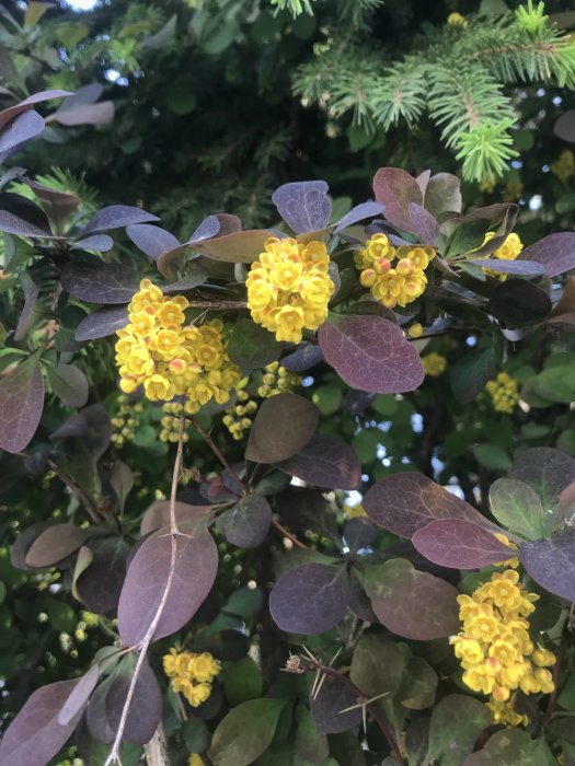 Blommande buske med taggiga grenar och gula blommor mot en bakgrund av gröna blad och gran.