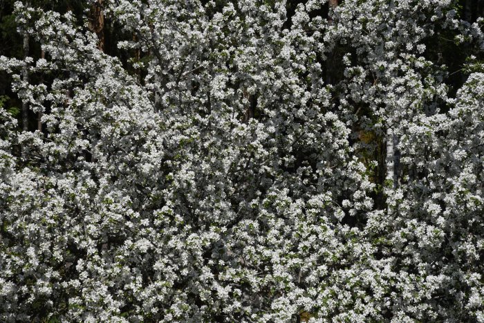 En gammal äppelträd i full blom med vita blommor som tätt täcker grenarna, åldras naturligt.