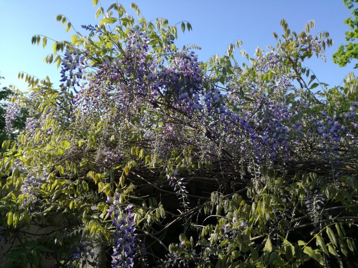 Blåregn med utslagna lila blommor mot en bakgrund av gröna löv och blå himmel.