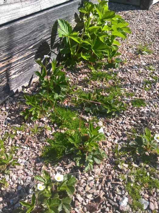 Smultronplantor med gröna blad och vita blommor som växer på en grusig gång bredvid en trävägg.