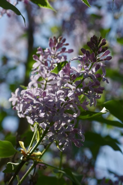 Närbild på lila syrenblommor i solljus med oskarp bakgrund i en trädgård.