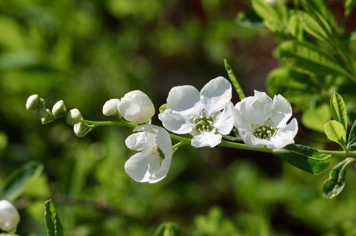 Vit blommande kvist i närbild med oskärpa grön bakgrund i en trädgård.