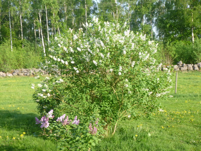 Syrenbuske i full blom med vita och lila blommor på en lummig, solbelyst äng.