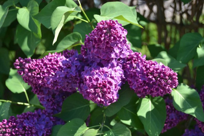 Blommande mörklila syrener med gröna blad i solljus.