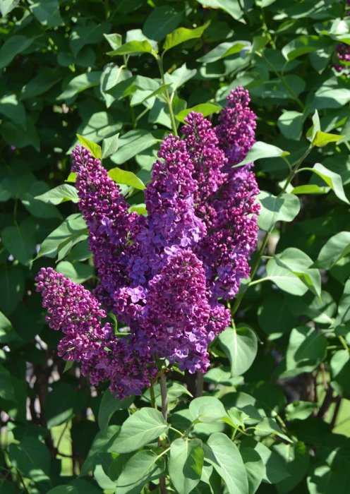 Nyutslagna lila syrenblommor med gröna blad i solljus.