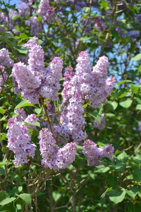 Ljuslila syrenklasar i full blom mot en bakgrund av gröna blad och en klarblå himmel.