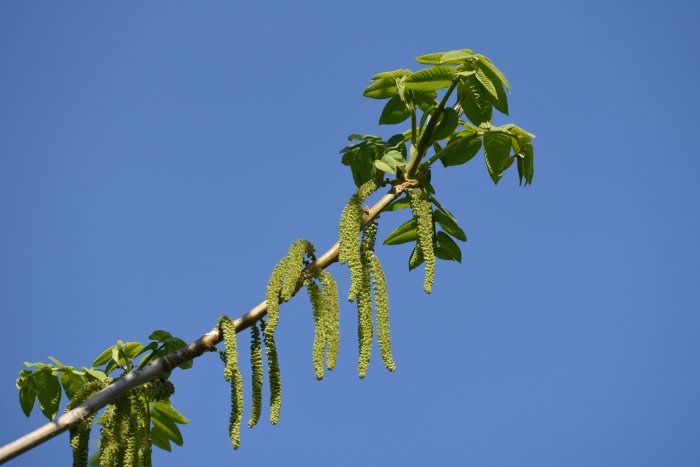 Manschuriskt valnötsträd med hängande blomhängen mot klarblå himmel, unga blad utvecklas på grenarna.