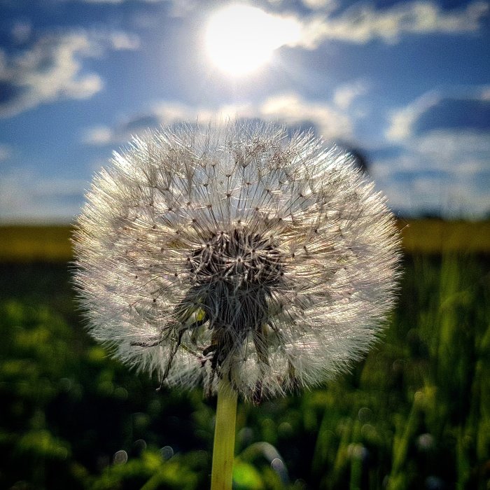 Maskrosboll i närbild med solljus bakom mot en blå himmel och grönt gräs.