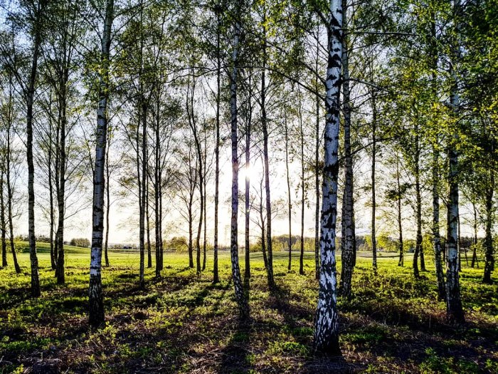 Solnedgång som lyser genom björkträd i en ljusgrön skogsglänta.