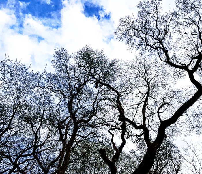 Silhuetter av nakna trädgrenar mot en himmel med blåa moln och ljusområden.