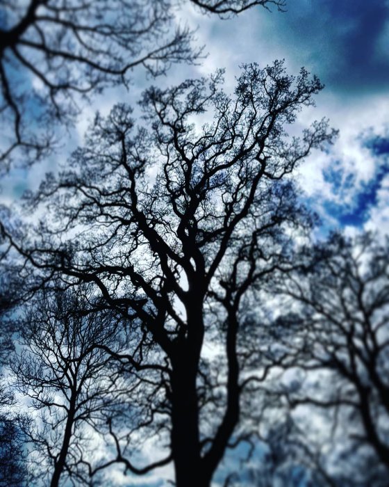 Siluett av trädgrenar mot en dramatisk himmel med moln.