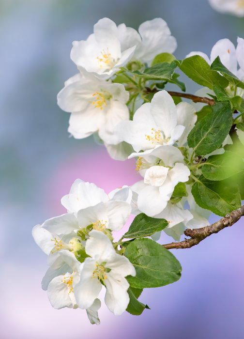 Vita blommande äppelträdsblommor mot en suddig pastellfärgad bakgrund.