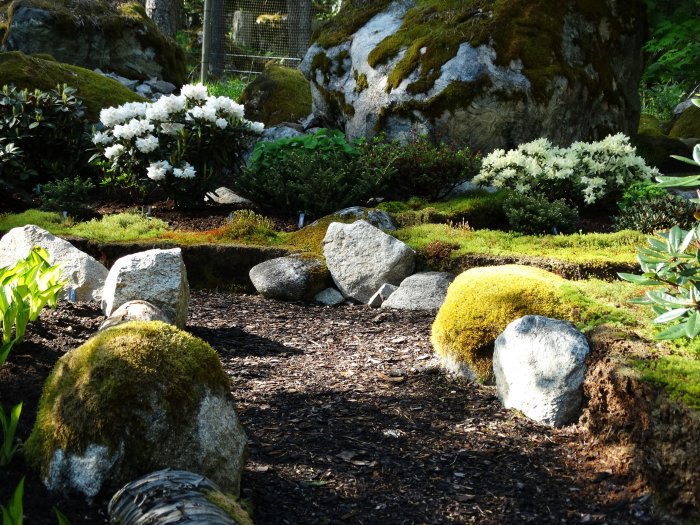 Mossbelupna stenar och blommande buskar i en skogsträdgård en sommarkväll.