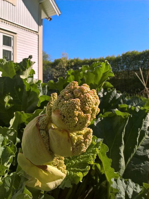 Rabarberplanta i närbild med en stor, omogen blomstjälk framför ett hus.