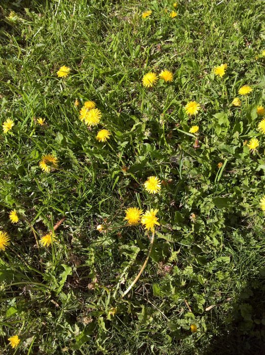 Gulblommande maskrosor spridda över en gräsmatta.