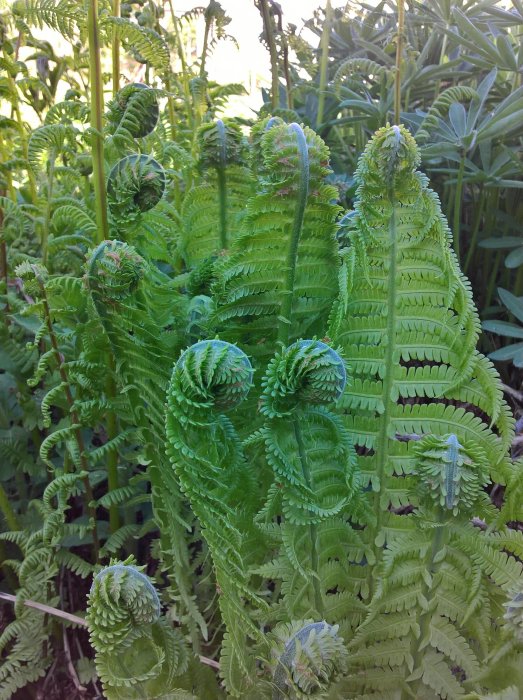 Ormbunkar i varierande stadier av utfällning med karakteristiska spiralmönster och gröna blad.