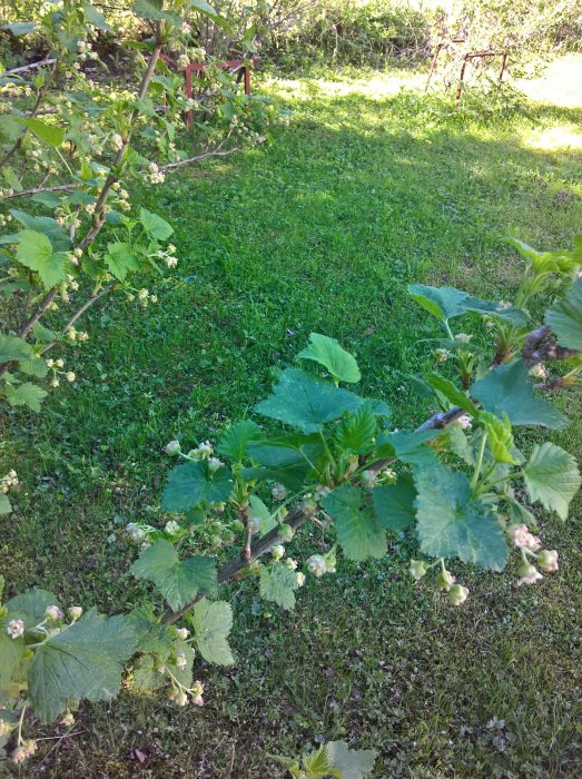 Vinbärsbuske med knoppar i en trädgård, oidentifierbar planta i förgrunden och gräs i bakgrunden.