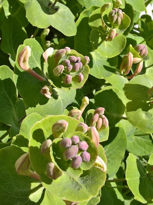 Knoppar på en växt med gröna blad, troligen rabarber eller vinbär, i solljus.