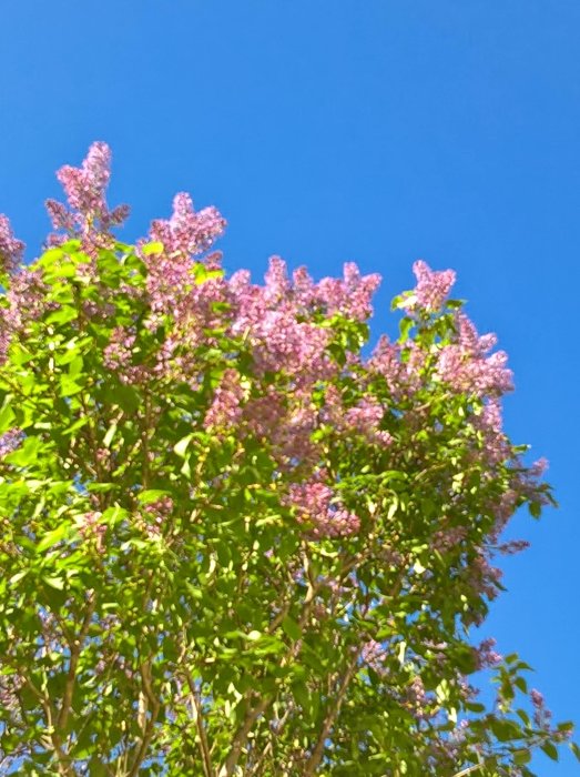 Ljuslila syrenblommor i full blom mot klarblå himmel, gröna blad synliga.