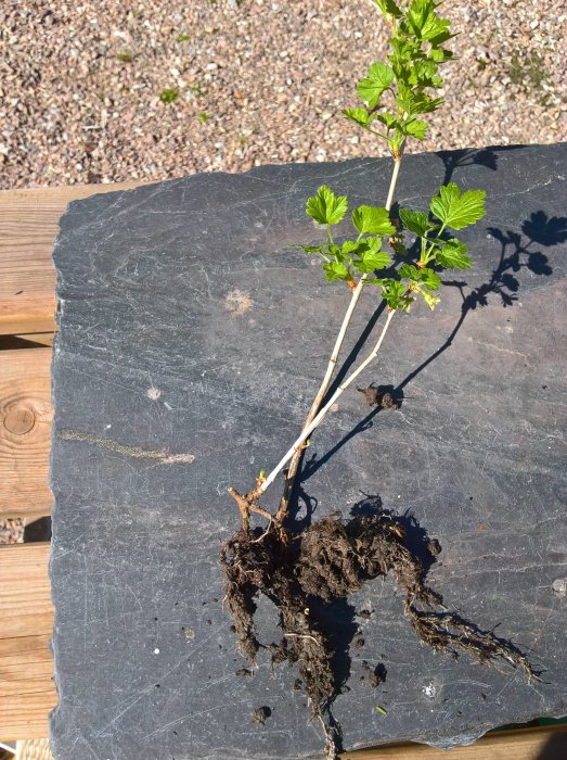 Krusbärsstjälk med rotklump som visar framgången med att föröka buskar genom markkontaktmetoden.