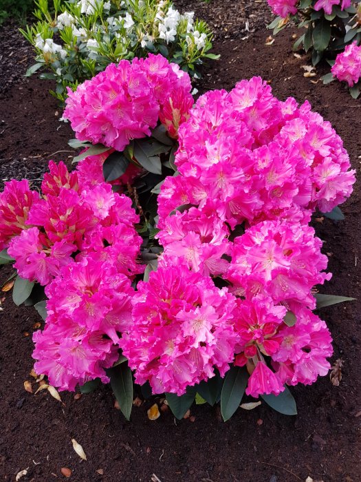 Rosa rhododendron i blomming, några överblommade, efter regn mot mörk jordbakgrund.