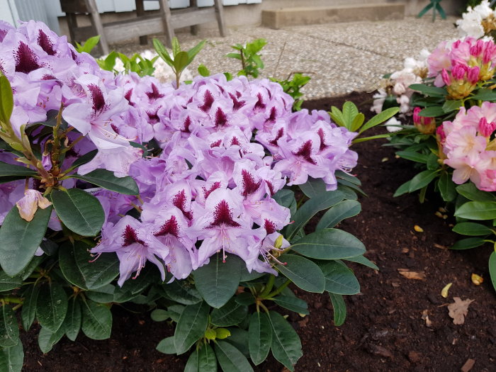 Lila rhododendron i blom med några överblommade bredvid grusgång.