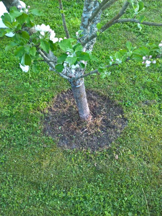 Fruktträd med nyklippt gräskant och bortryckt mossa runt stammen, redo för gödsling.