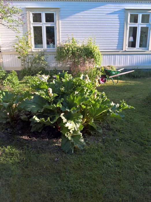 En frodig rabarberplanta i ett trädgårdsland med en skottkärra i bakgrunden och odlingsyta som breddats.