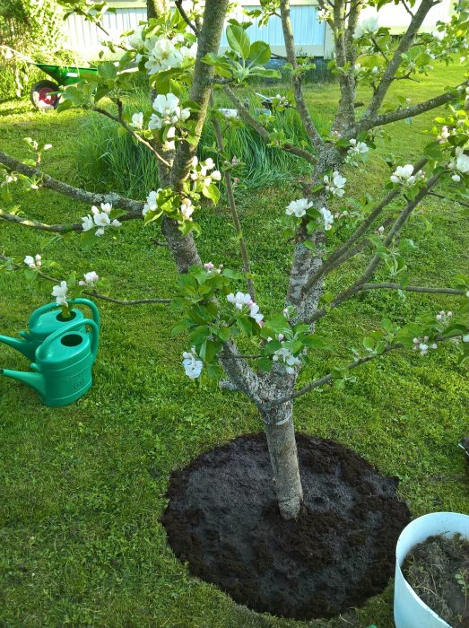 Blommande träd med nyrensad jord runt stammen och en grön vattenkanna i en lummig trädgård.