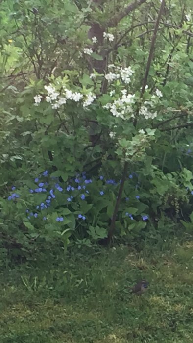 Liten fågel med blå bröst och roströd fläck bland blommande ormöga under buskar, fotograferad genom fönster.