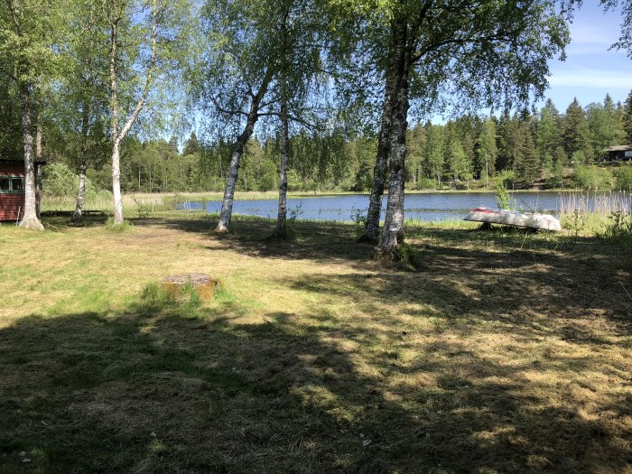 Nyslaget gräs vid en sommarstuga med björkträd och en sjö i bakgrunden, samt en omkullvält båt på strandkanten.