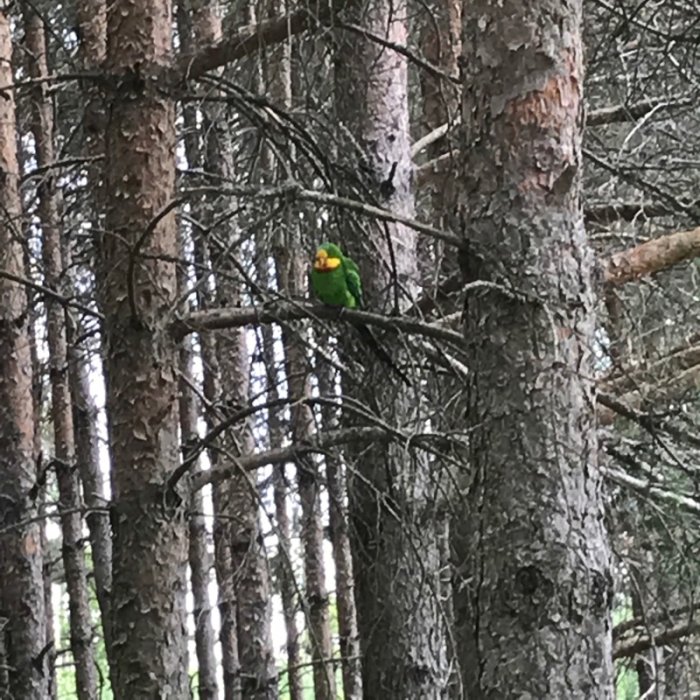 En färgglad barrabandparakit sitter på en gren bland barrträd.