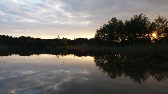 Solnedgång speglar sig i lugnt vatten med träd och växtlighet längs strandkanten.