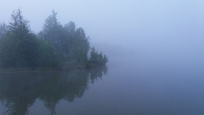 Träd som speglas i vatten på en dimmig dag.