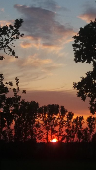 Solnedgång med silhuetter av träd mot en färgglad himmel.