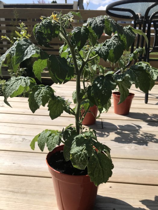 Tomatplanta 'Tiny Tim' med gröna blad och gula blommor i brun kruka på trätrall.