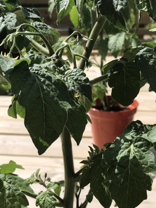 Tomatplanta 'Tiny Tim' med små tomater och blommande tjuvar, odlad i en kruka på en trädäck.