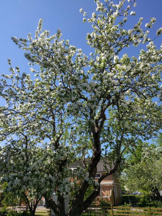 Blommande äppelträd framför ett hus under en klarblå himmel.