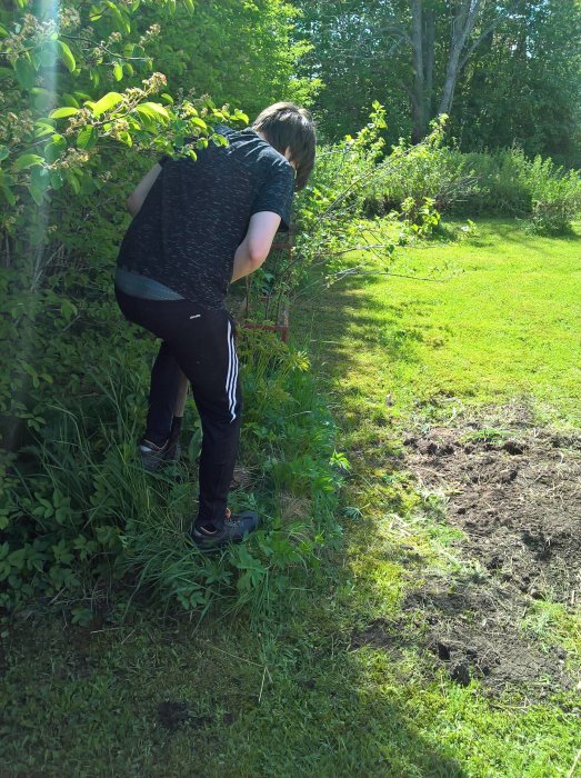 Tonåring gräver i trädgården med skottkärra och spade som del av husets trädgårdsarbete.